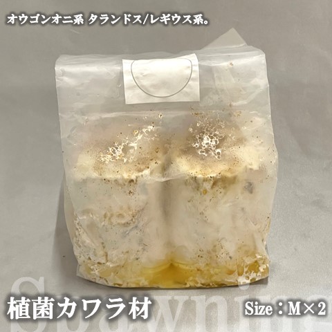 植菌カワラ材 SS~Lサイズ 産卵木 タランドス・レギウス、オウゴンオニ