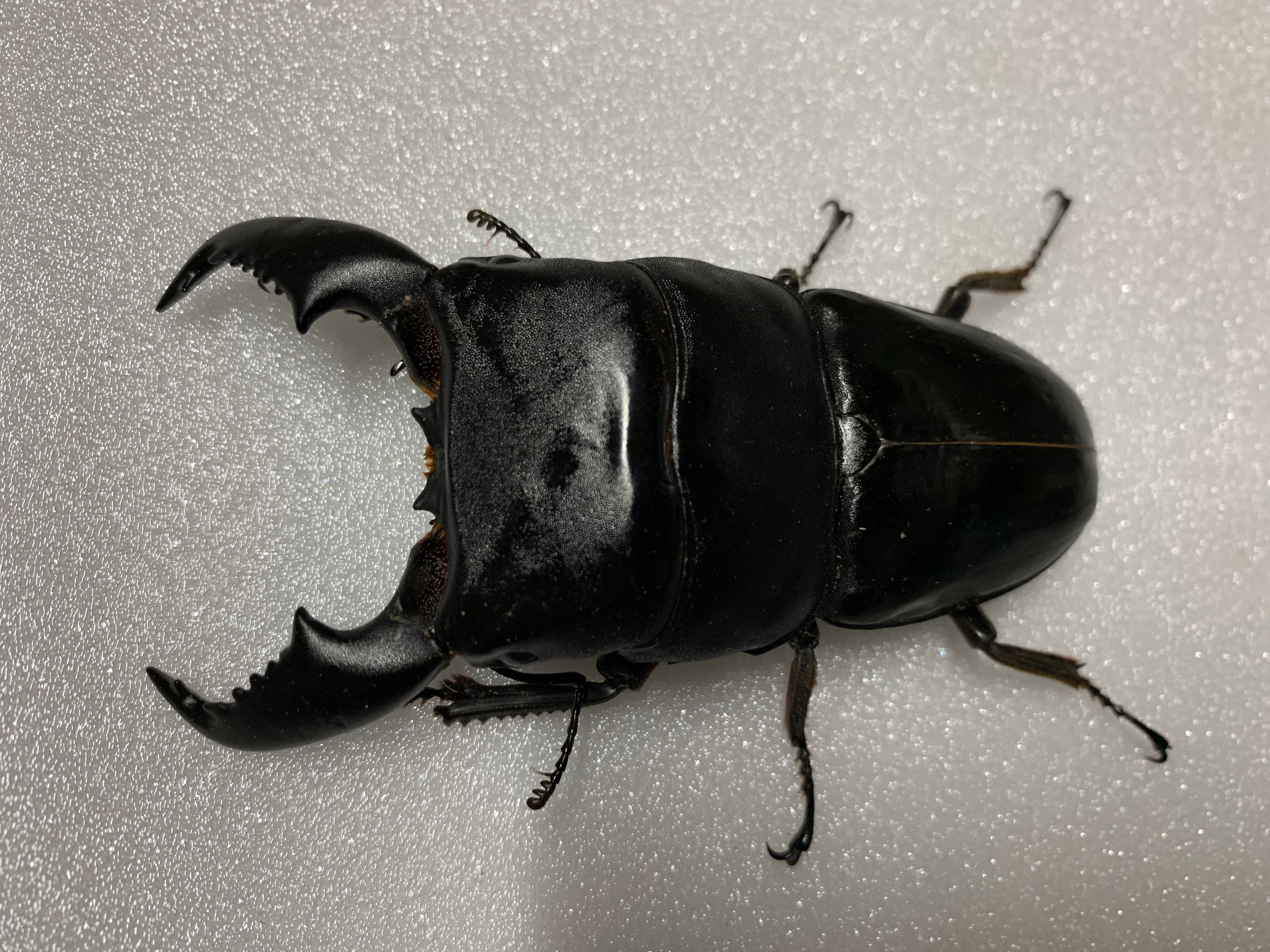 【愛・里山】④：スマトラオオヒラタ　ペア：♂96.6×♀50.6 スマトラ ヒラタ ペアの通販