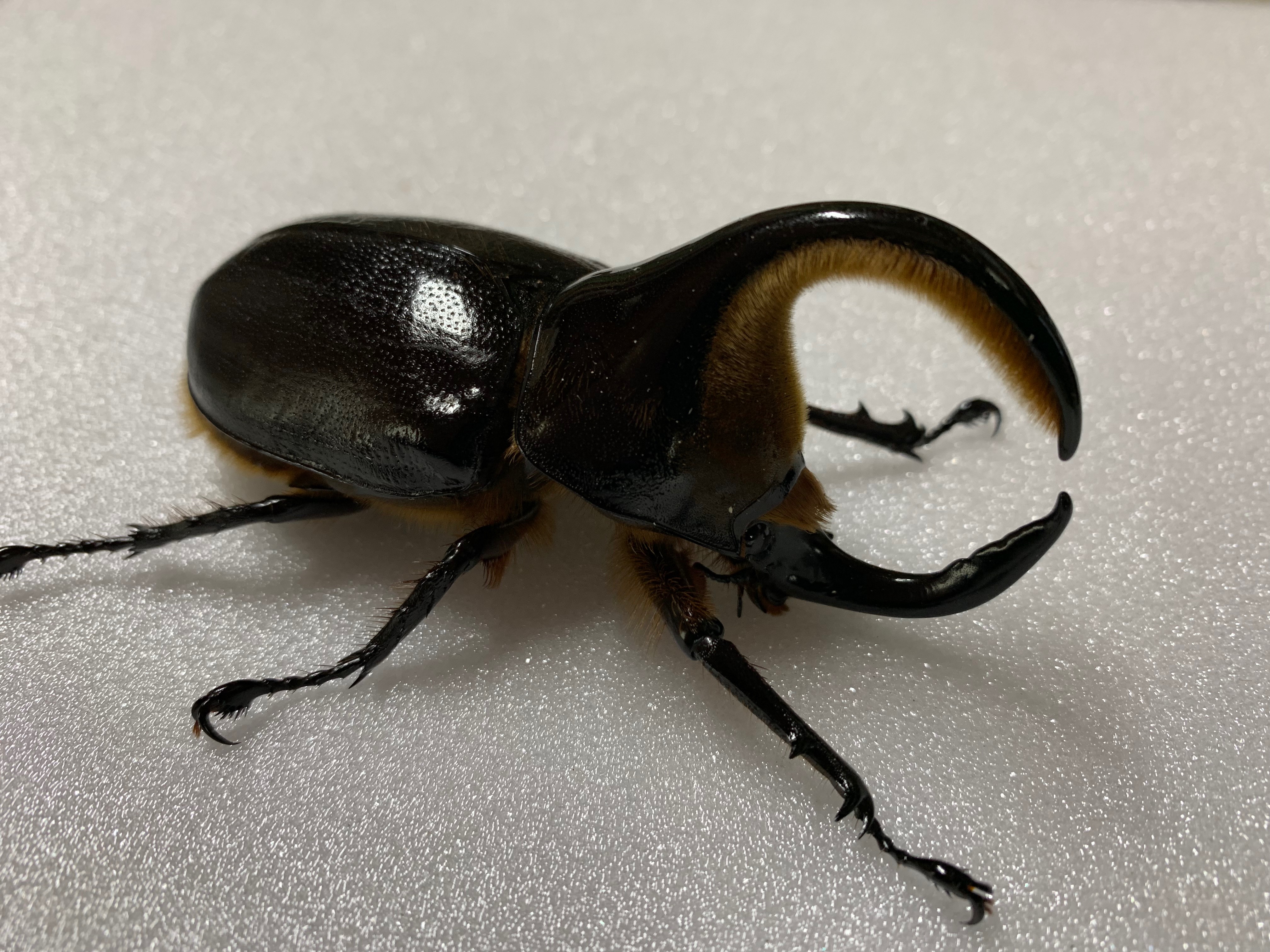 【ヤマこっと】 (26)サタンオオカブト♂103mm単品 100%新品，人気セール ヤマこっと(23)サタンオオカブト(ST血統