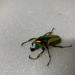 カブトハナムグリ　標本　ペア　前脚修正疑惑有り カブトハナムグリ ペア標本 前脚修正疑惑有り 昆虫用品