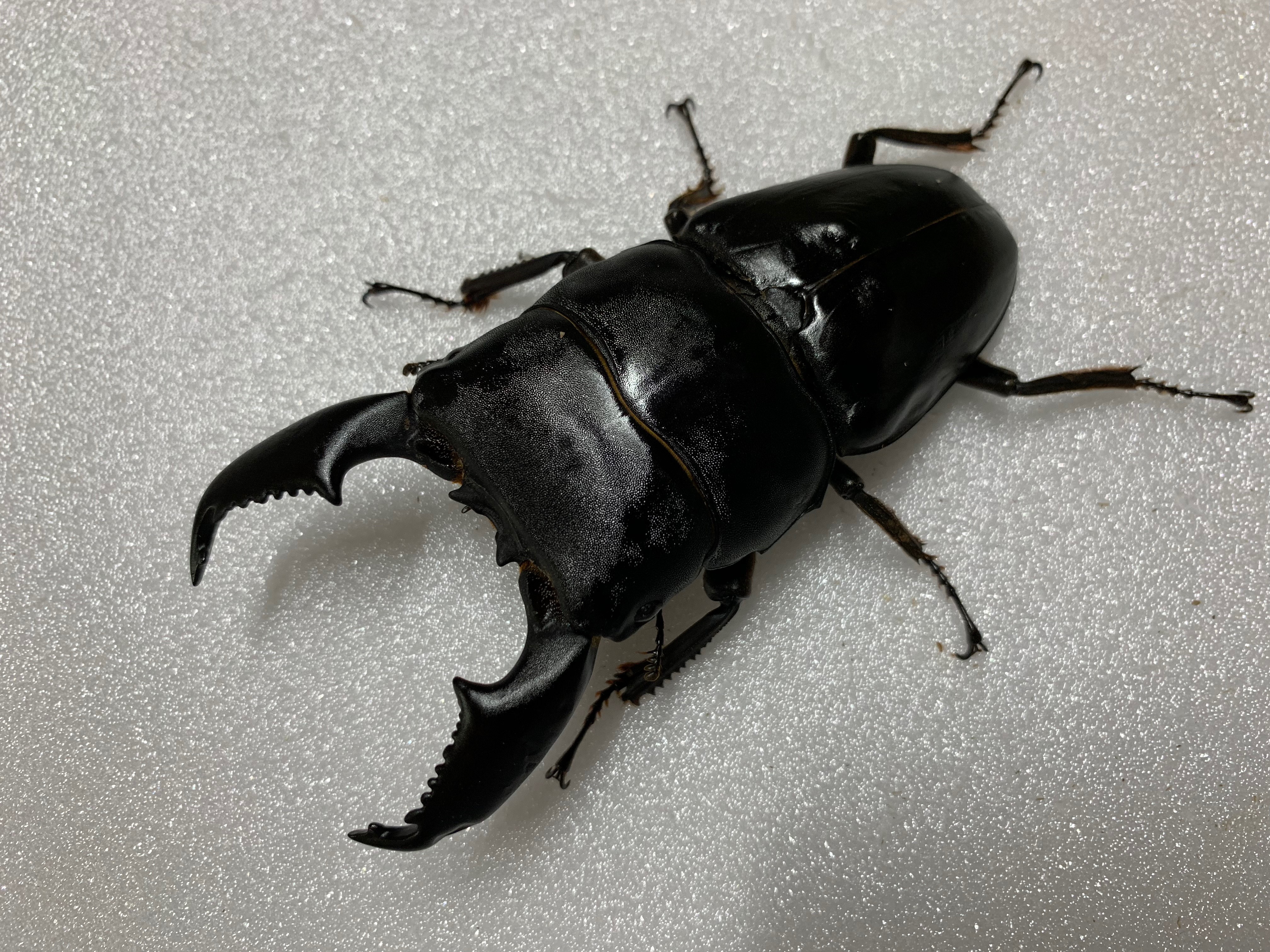 オオクワガタ専用超高カロリーマット 生オガ特殊発酵 15種類の栄養