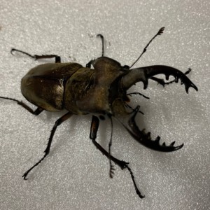 福岡県産　ミヤマクワガタ　標本 74mm 特大! 福岡県産WF-1ミヤマクワガタ♂76.8㍉♀45.8㍉(モンスターマット