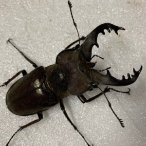 国産ミヤマクワガタ(北海道産）野外標本２頭セット IMG-4109-300x300.jpg