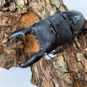 kuniパラワン110.7～ ♂105.1-33.4-33.5㎜ ♀50㎜ペア パラワンヒラタ