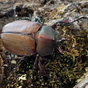 メタリックカラー!マルガリータヒナカブト♂♀ペア ヒナカブト最大