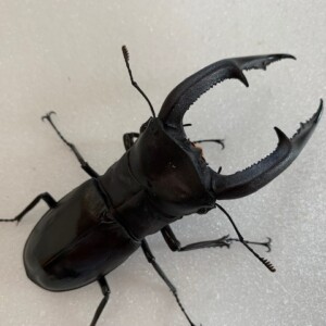 訳アリ確認用。マンディブラリス 訳アリ確認用。マンディブラリス 訳アリ確認用。マンディブラリス