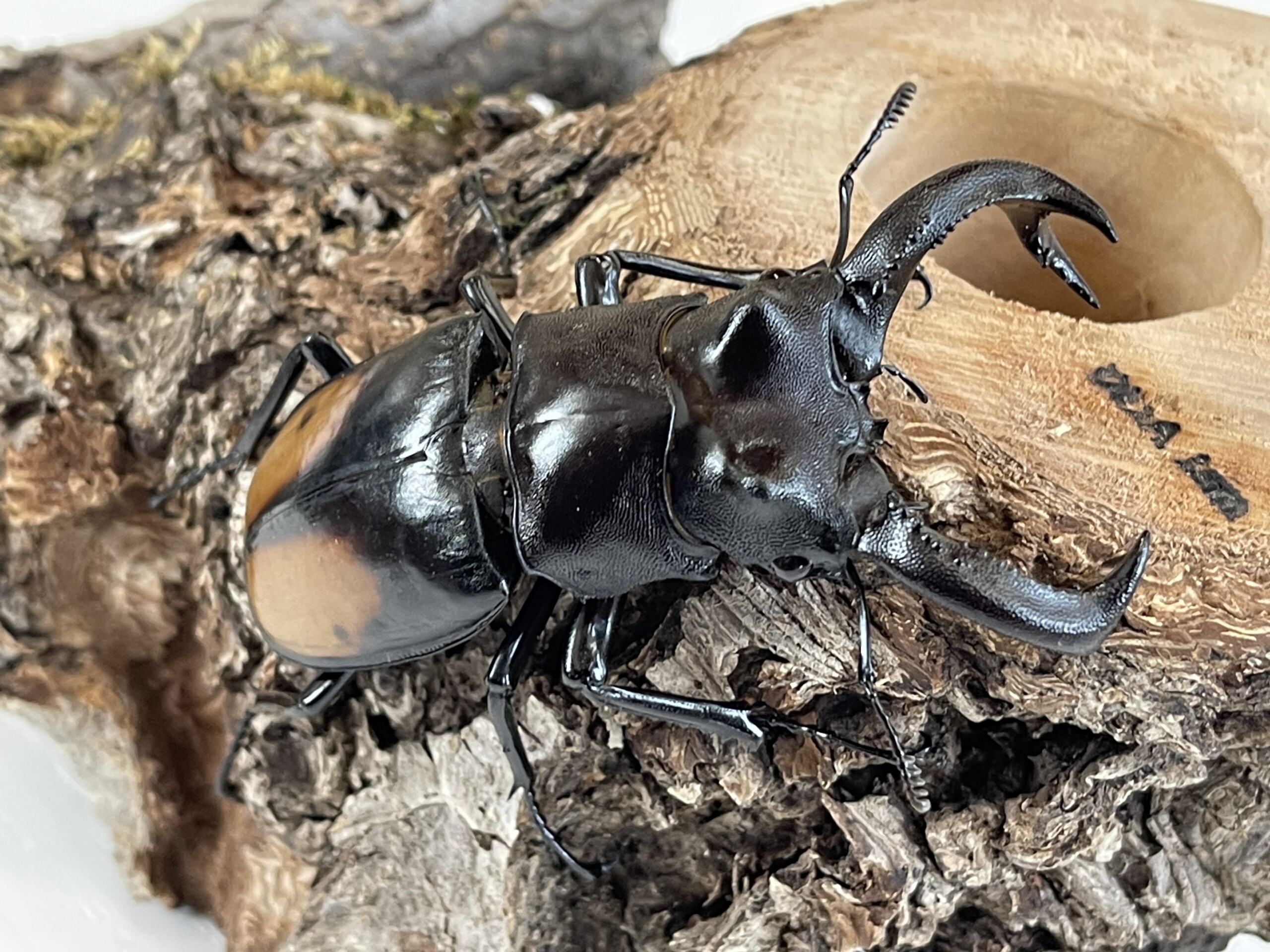 激安通販 標本 フェモラリツヤクワガタ(原名亜種）♂野外標本 - 昆虫用品