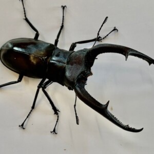 超人気種! マンディブラリスフタマタ大型♂106㎜大型♀付き①