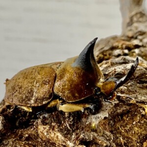 エクアドル産　コウテイヒナカブト　31mm エクアドル産コウテイヒナカブト31mm