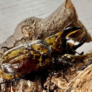 ペア】ヒルスシロカブトのオブジェ（標本）