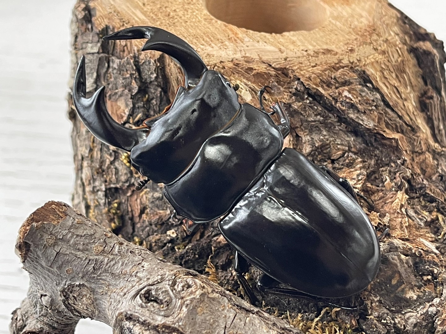 ネパールアンタエウス(コタン産) 成虫♂♀ペア ヒマラヤ系世界最大の  