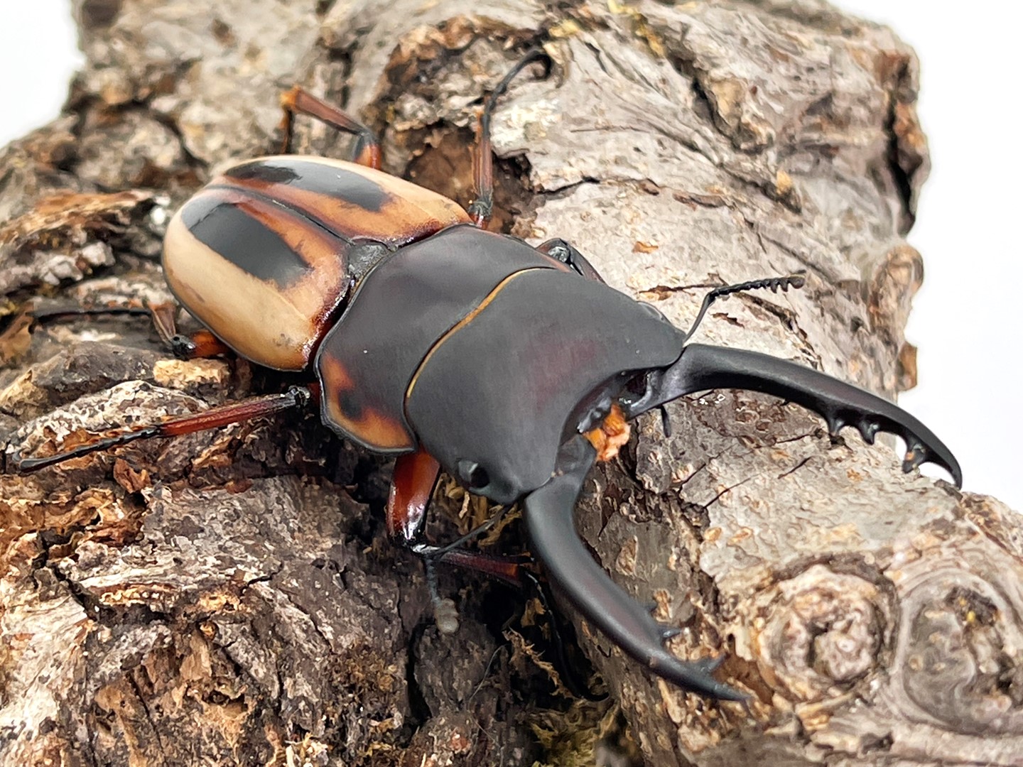 【レア種】ラテラリスノコギリクワガタ亜種バヤニー CBF1ペア レア種】ラテラリスノコギリクワガタ亜種バヤニー CBF1ペア