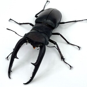 スマトラ産 マンディブラリス 112mm. 訳あり 4b9e8c49b119155076543d99ae45c6