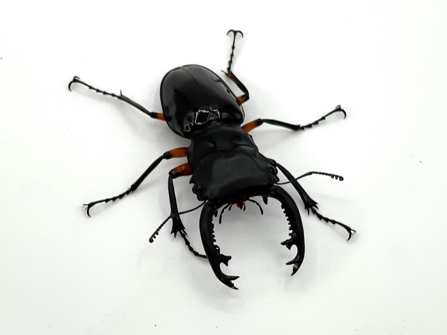 まりりんです　　P.bifurcatum old type 希少株 IMG-7525-scaled.jpg