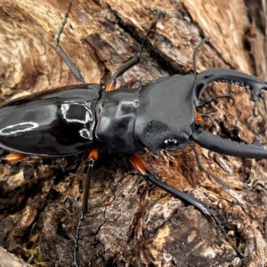 フィリピン便! インペリアリスツヤ WD♂63mmUP ペア 希少!美麗種