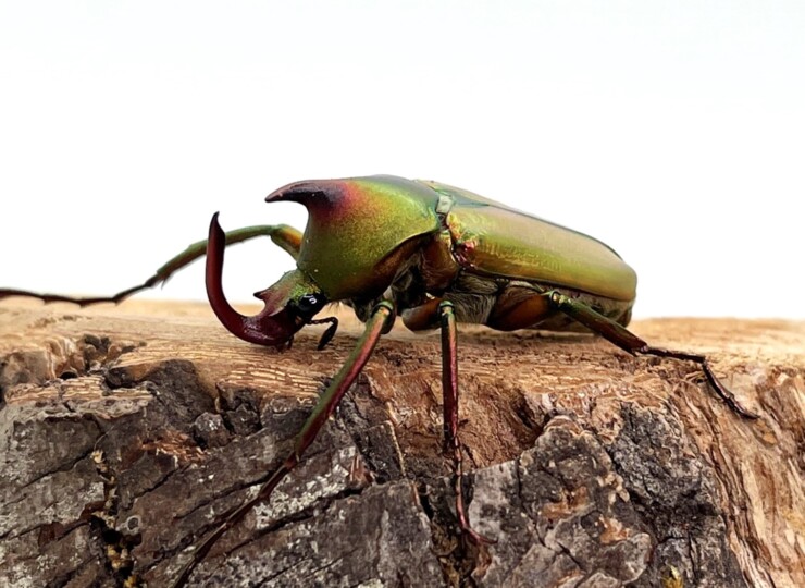 昆虫標本 セブヒメカブトハナムグリ - 標本