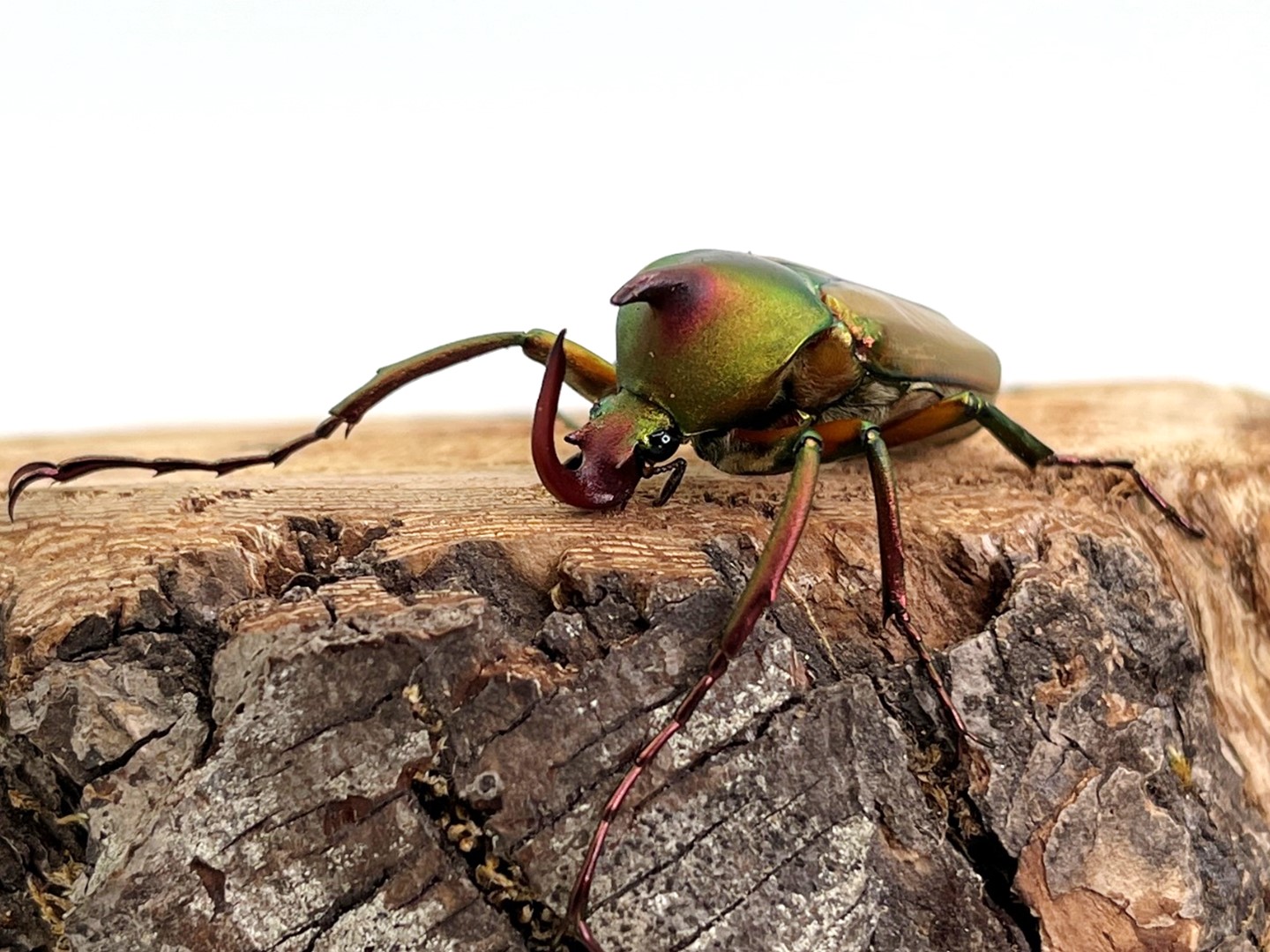 昆虫標本 ロドリゲスカブトハナムグリ - 標本用品