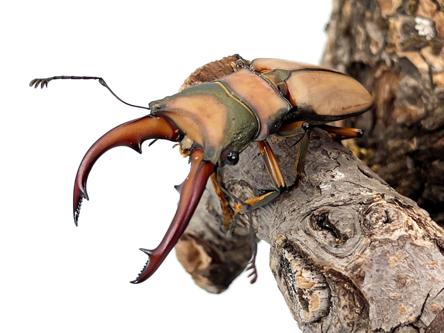 手足に白銀の美毛を持つポップ柄の大型クモゾウムシ 手足に白銀の美毛を持つポップ柄の大型クモゾウムシ