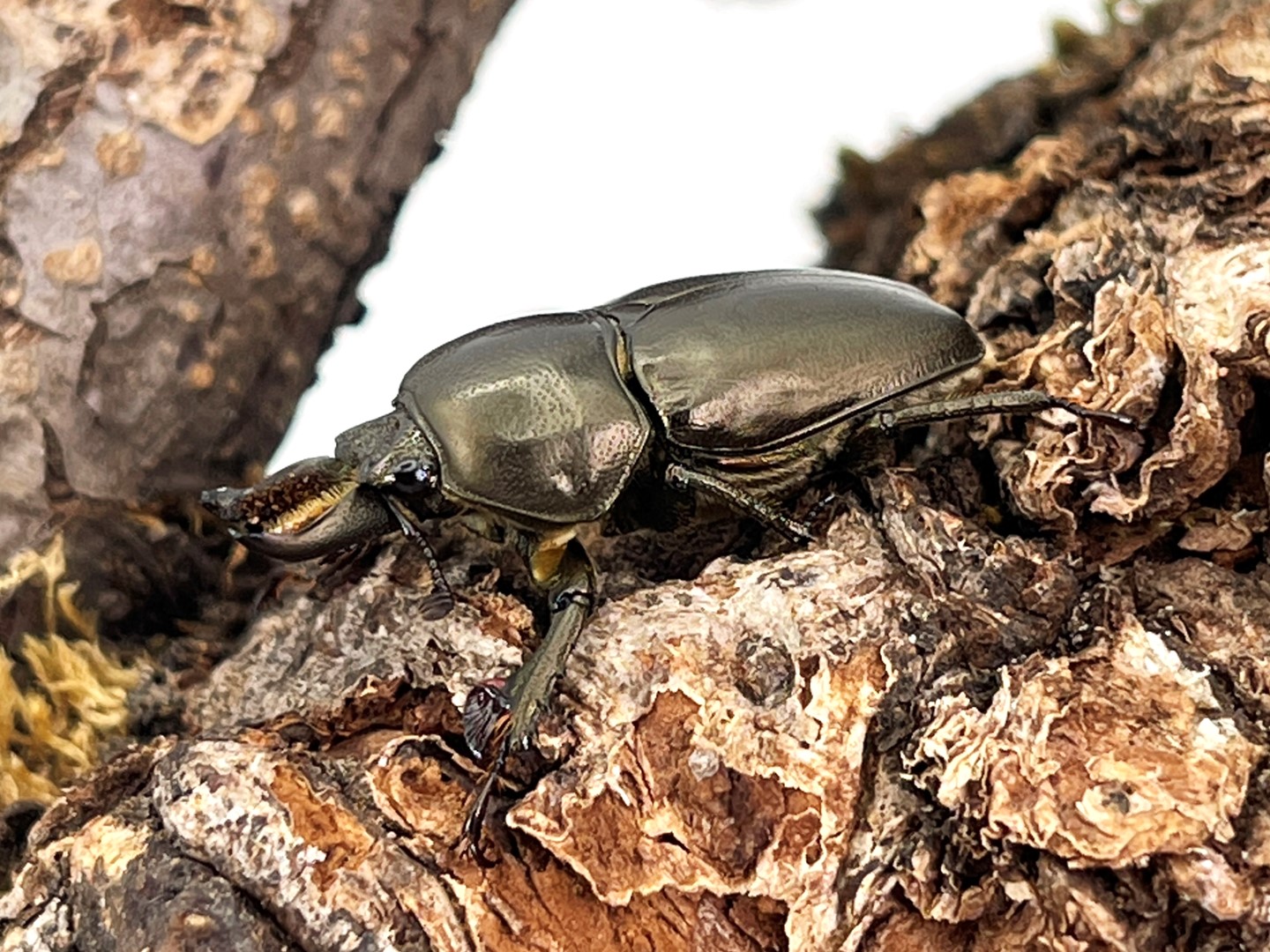 特殊カラー! ブラック/インスラリスキンイロクワガタ 成虫ペア