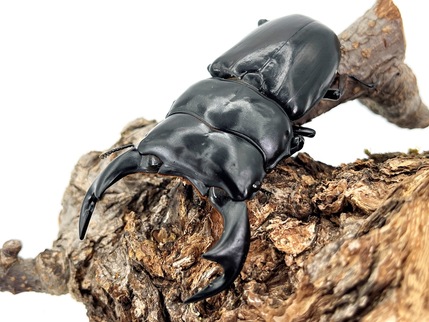 昆虫）アンタエウスオオクワガタ ネパール コタン産 成虫 80 