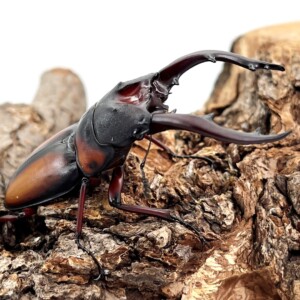 5621deba8a18b839c7a4321764bb05