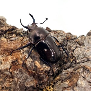 5621deba8a18b839c7a4321764bb05