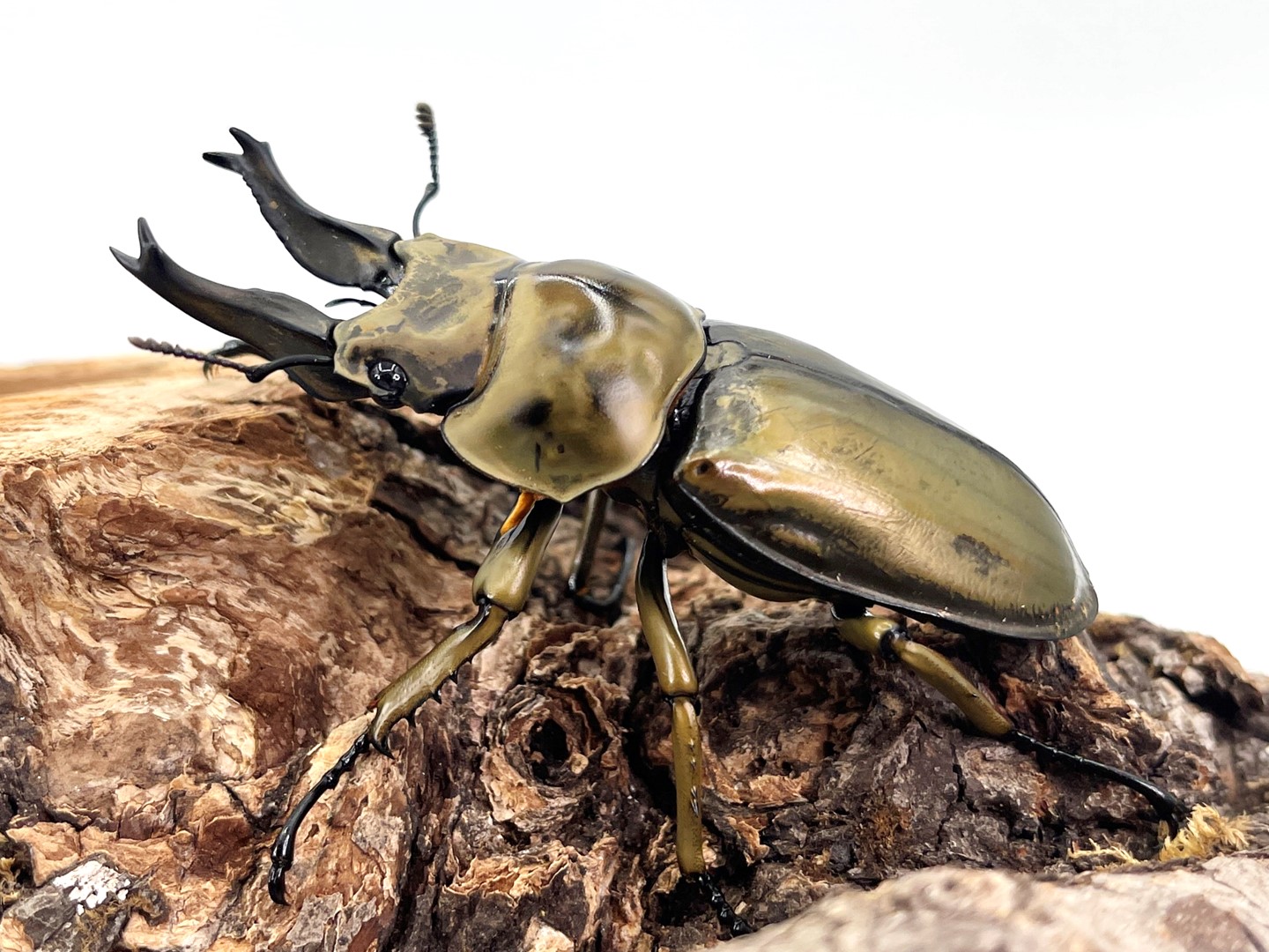 ローゼンベルグオウゴンオニクワガタ♂７２．６ミリペア 現地材飼育品 