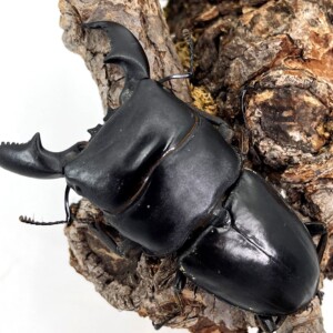 インド産　マドラスウスバカミキリ　80mm インド産マドラスウスバカミキリ80mm