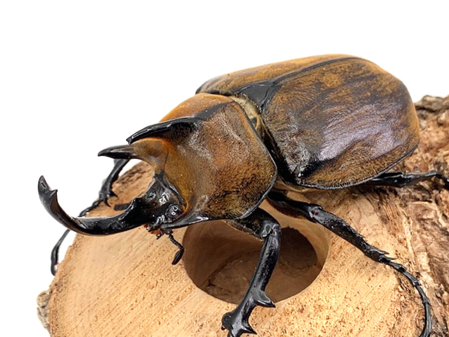 標本 ギアスゾウカブト・ポリオン 極小♂５３㎜程度 飼育個体（１） - 虫類