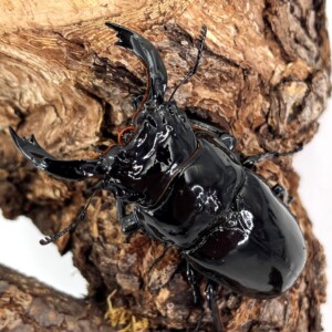 5621deba8a18b839c7a4321764bb05