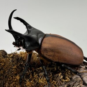 パプア産　サンボンヅノカブト　特大　78mm パプア産 サンボンヅノカブト 特大 78mm <0824z昆虫標本> 虫大量
