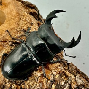 アンタエウスオオクワガタ89mmペア アンタエウスオオクワガタ89mmペア アンタエウスオオクワガタ