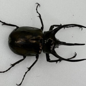 ベトナム産　美麗タマムシ　42mm ANIA AS-38 Hercules Beetle | ANIA Animal Adventure | Limited