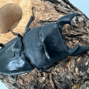 【4頭セット】クモマベニ（1ペア）タカネキマダラ（2オス） G1/2ｵｽﾈｼﾞｺﾈｸﾀｰ | 株式会社タカギ | ネットストア