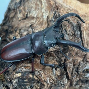 ベトナム産　マイシカクワガタ　45mm IMG_2187-300x300.jpg