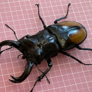 H.セアカ(パリー)フタマタクワガタ4体セット野外品75〜88㍉ セアカフタマタクワガタクワガタ トリオ ♂64mm♀46mm、45mm