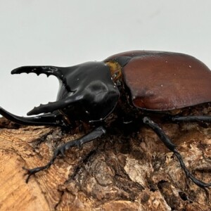 パプア産　サンボンヅノカブト　特大　78mm パプア産 サンボンヅノカブト 特大 78mm