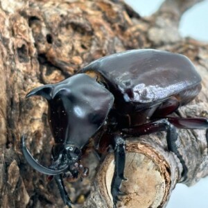 ベトナム産　最大級　プランディゴホンヅノ　99mm ベトナム産 最大級 プランディゴホンヅノ 99mm