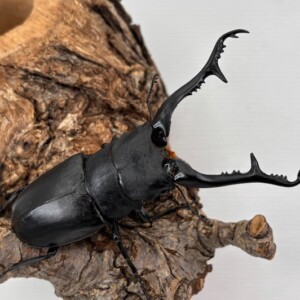 フローレスギラファ 成虫♂70～110mmペア/♀単 世界最大のクワガタ 
