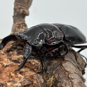 レギウスホワイトアイ血統♂57ｍｍ、♀47ｍｍペア　 白眼WW赤レギウスオオツヤ♂45～75mmUPペア K-ZERO&frasl;カワラ菌