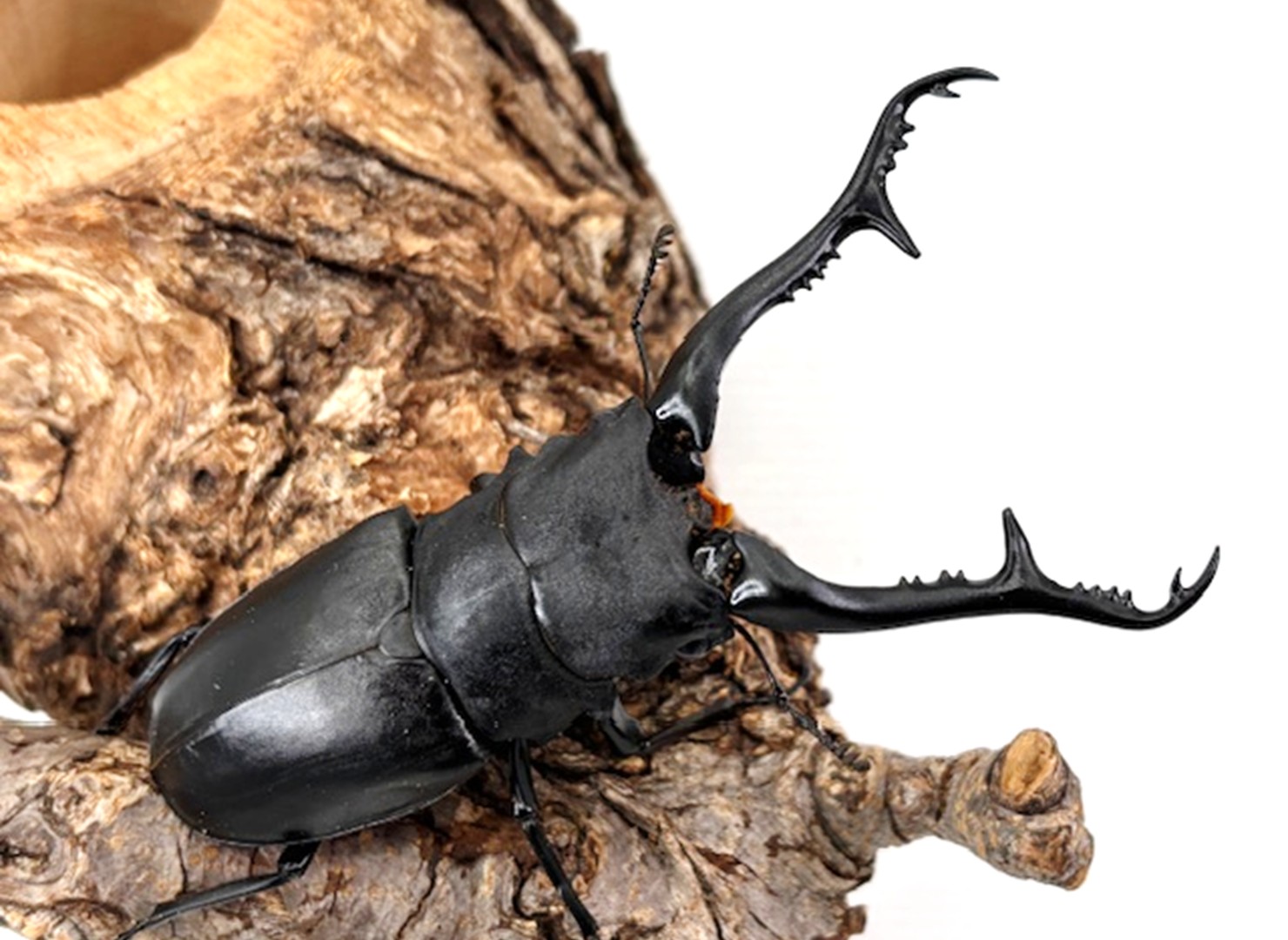 DDA デジタルノギス (ヘラノギス) クワガタ カブトムシ A様専用