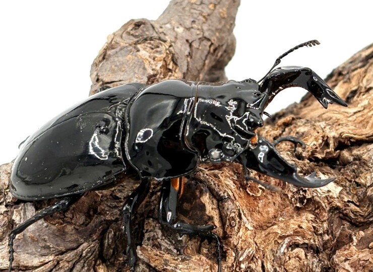 mesot-t