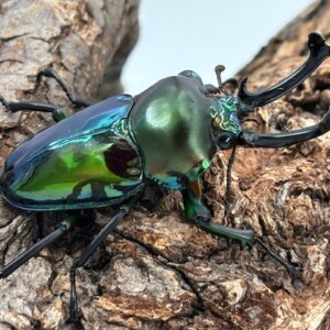 特殊カラー✩エメラルドグリーン☆ニジイロ ♂56mm♀40mmペア ☆FUUHI