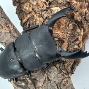 特大産出エリア! 西ペレン・オオヒラタ ♂100.8-33.7-34.5mm ♀44mm Mt