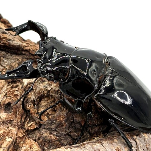 mesot-t