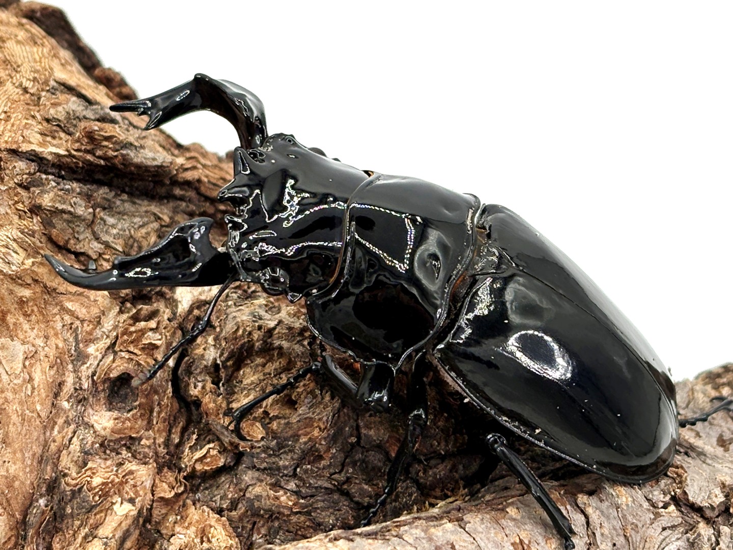 ab6c526411f55274552fd0de9de044