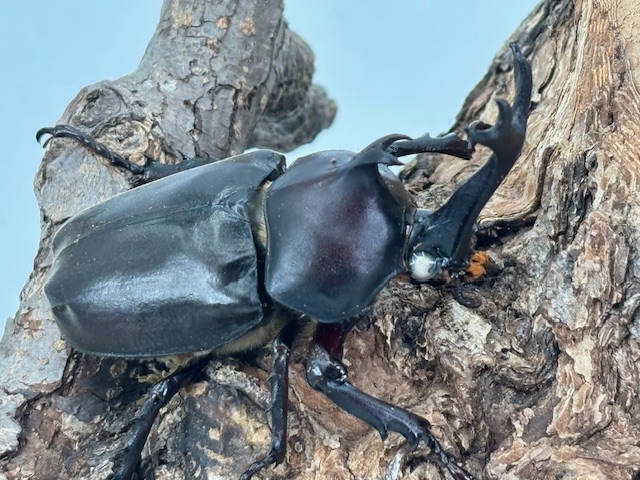 wwkabuto2506031600