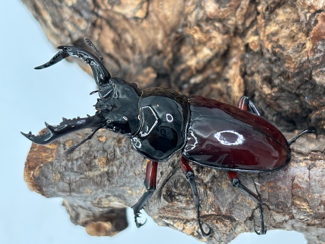po2506141801