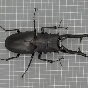 gi2506211716