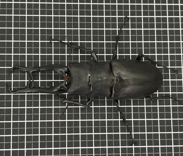 gi2506211716